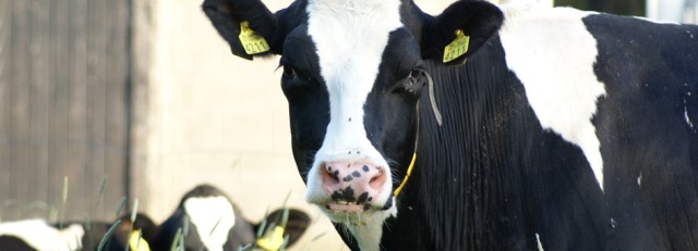 Topbanner veeteelt 944x390